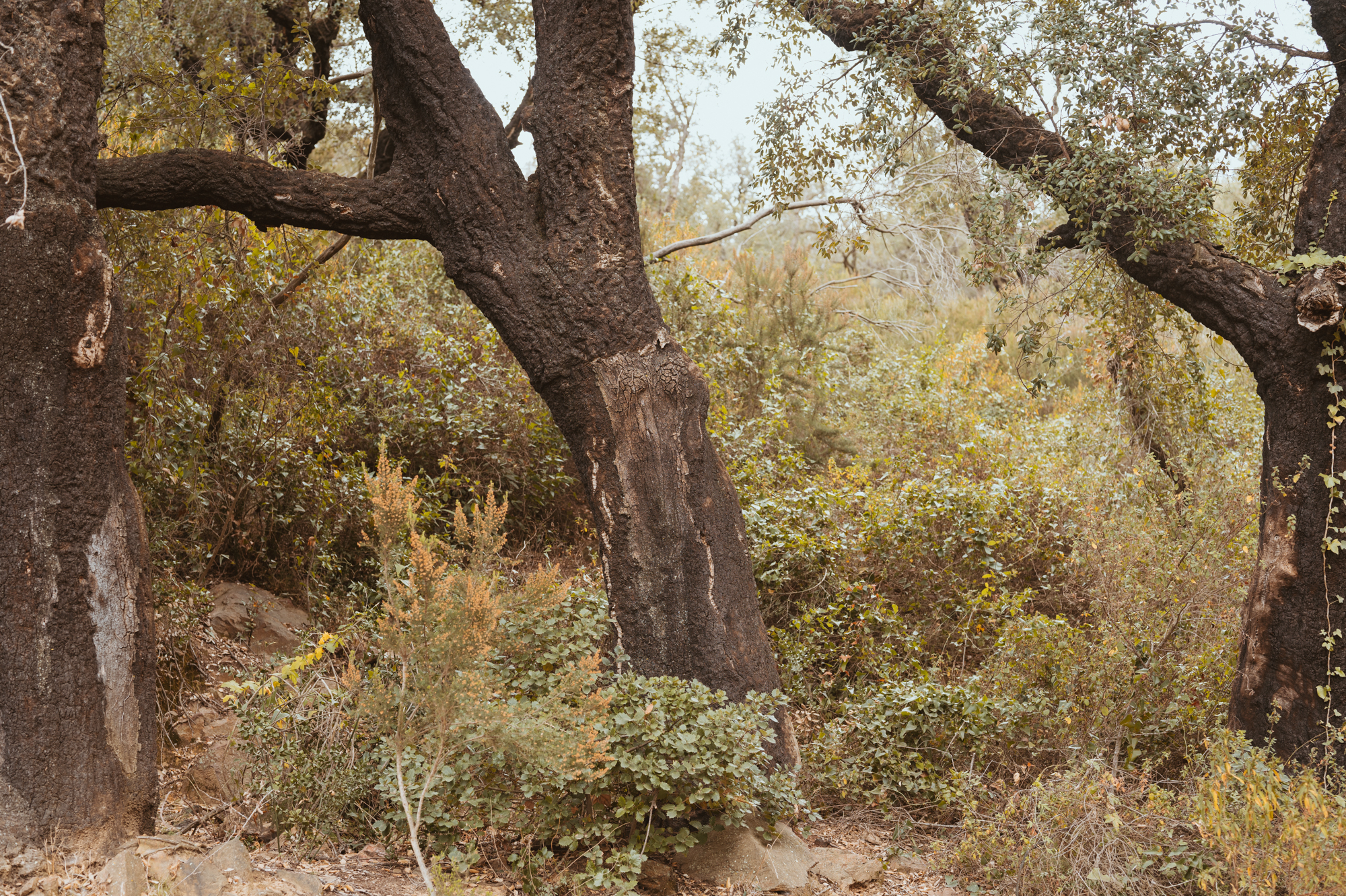 Alte Korkeichen im Macchia-Wald beim Fotografie-Retreat in Spanien – Natur und Intuition